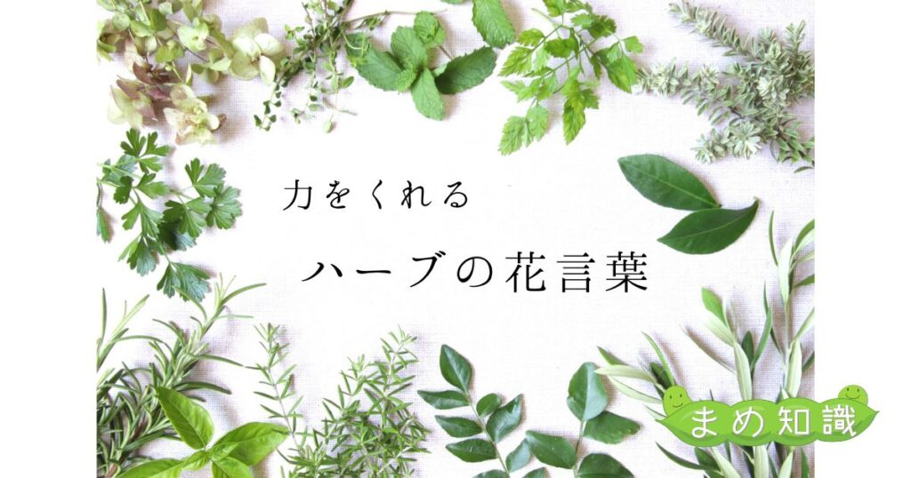 なんだか力が湧いてくる ハーブの花言葉 7選 おにわにわ なんだか力が湧いてくる ハーブの花言葉 7選 おにわにわ