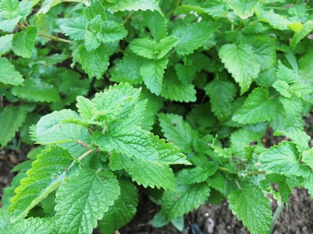 胃腸の健康の促進