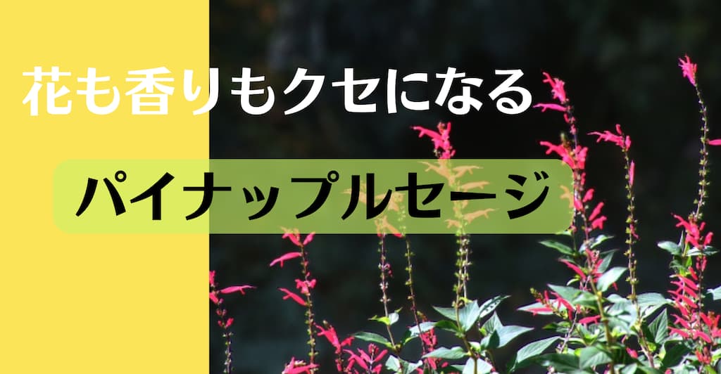 甘くてトロピカルな香りがクセになる！【パイナップルセージ】とは