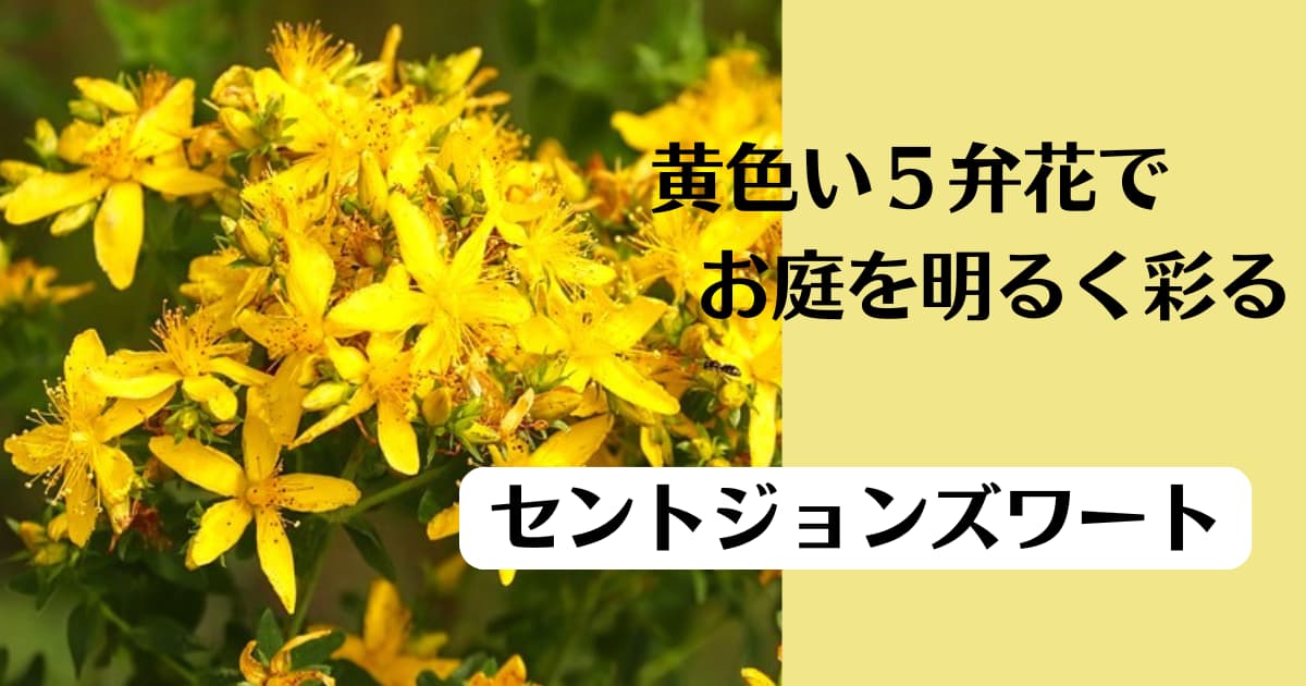 セントジョンズワート（セイヨウオトギリソウ）の特徴と育て方